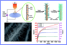 Graphical abstract: Hydrothermal-assisted biomimetic synthesis of a brush-like Hap/PAN composite and its application for decontaminating metal ions