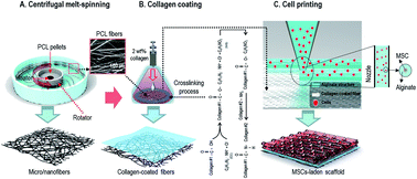 Graphical abstract: A MSCs-laden polycaprolactone/collagen scaffold for bone tissue regeneration