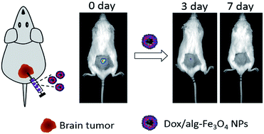 Graphical abstract: In vitro and in vivo applications of alginate/iron oxide nanocomposites for theranostic molecular imaging in a brain tumor model