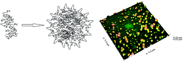 Graphical abstract: Nanospheres from the self-assembly of an elastin-inspired triblock peptide
