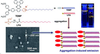 Graphical abstract: Dibenzo[a,c]phenazine-derived near-infrared fluorescence biosensor for detection of lysophosphatidic acid based on aggregation-induced emission