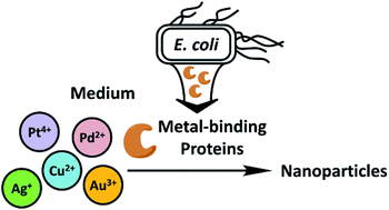 Graphical abstract: Secretion of metal-binding proteins by a newly discovered OsmY homolog in Cupriavidus metallidurans for the biogenic synthesis of metal nanoparticles