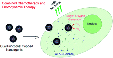 Graphical abstract: Cytotoxicity of multifunctional surfactant containing capped mesoporous silica nanoparticles