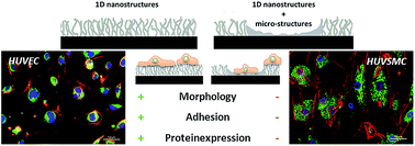 Graphical abstract: Al2O3 micro- and nanostructures affect vascular cell response
