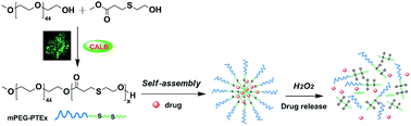 Graphical abstract: Lipase-catalyzed synthesis of oxidation-responsive poly(ethylene glycol)-b-poly(β-thioether ester) amphiphilic block copolymers