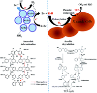 Graphical abstract: Synthesis of SiO2 coated zero-valent iron/palladium bimetallic nanoparticles and their application in a nano-biological combined system for 2,2′,4,4′-tetrabromodiphenyl ether degradation