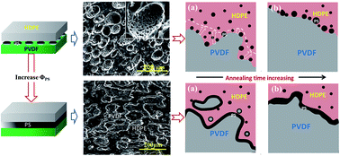 Graphical abstract: Insight into the formation of a continuous sheath structure for the PS phase in tri-continuous PVDF/PS/HDPE blends