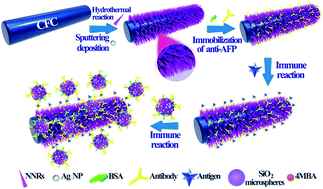 Graphical abstract: SERS-based immunoassay using a core–shell SiO2@Ag immune probe and Ag-decorated NiCo2O4 nanorods immune substrate