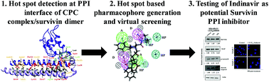 Graphical abstract: Disruption of protein–protein interactions: hot spot detection, structure-based virtual screening and in vitro testing for the anti-cancer drug target – survivin