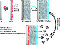 Graphical abstract: Stability and controlled antibiotic release from thin films embedded with antibiotic loaded mesoporous silica nanoparticles