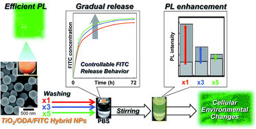 Graphical abstract: Preparation of luminescent titania/dye hybrid nanoparticles and their dissolution properties for controlling cellular environments