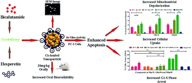 Graphical abstract: Co-delivery of hesperetin enhanced bicalutamide induced apoptosis by exploiting mitochondrial membrane potential via polymeric nanoparticles in a PC-3 cell line