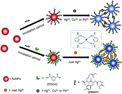 Graphical abstract: Sensitive and selective detection of mercury ions based on papain and 2,6-pyridinedicarboxylic acid functionalized gold nanoparticles