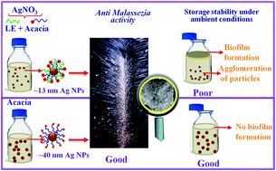 Graphical abstract: Anti-Malassezia furfur activity of natural surfactant mediated in situ silver nanoparticles for a better antidandruff shampoo formulation