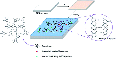 Graphical abstract: Green coating by coordination of tannic acid and iron ions for antioxidant nanofiltration membranes
