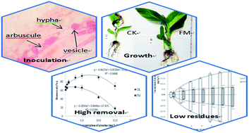 Graphical abstract: The effect of Funnelliformis mosseae inoculation on the phytoremediation of atrazine by the aquatic plant Canna indica L. var. flava Roxb.