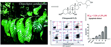 Graphical abstract: Phytosteroids and triterpenoids with potent cytotoxicities from the leaves of Chisocheton cumingianus