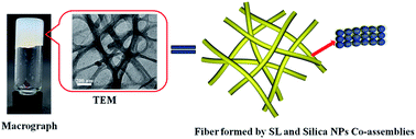Graphical abstract: Hydrogel formed by the co-assembly of sodium laurate and silica nanoparticles