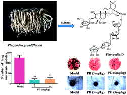 Graphical abstract: Platycodin D inhibits B16F10 melanoma metastasis via antiangiogenic activity