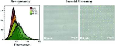 Graphical abstract: Heterogeneity in GFP expression in isogenic populations of P. putida KT2440 investigated using flow cytometry and bacterial microarrays