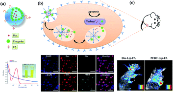 Graphical abstract: Theranostic liposomes containing conjugated polymer dots and doxorubicin for bio-imaging and targeted therapeutic delivery