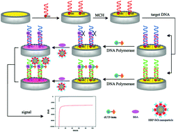 Graphical abstract: An electrochemical sensor based on DNA polymerase and HRP-SiO2 nanoparticles for the ultrasensitive detection of K-ras gene point mutation