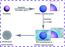 Graphical abstract: Polydopamine-functionalized polymer particles as templates for mineralization of hydroxyapatite: biomimetic and in vitro bioactivity