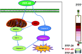 Graphical abstract: Polyphenols from pinecones of Pinus koraiensis induce apoptosis in colon cancer cells through the activation of caspase in vitro