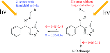 Graphical abstract: Phototransformation of tetrazoline oxime ethers: photoisomerization vs. photodegradation