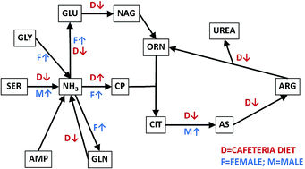 Graphical abstract: Modulation of rat liver urea cycle and related ammonium metabolism by sex and cafeteria diet