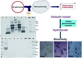 Graphical abstract: In vitro human gastro-intestinal enzyme digestibility of globulin isolate from oil palm (Elaeis guineensis var. tenera) kernel meal and the bioactivity of the digest