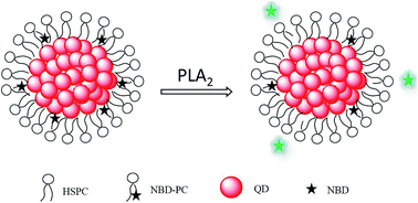 Graphical abstract: Quantum dot cluster (QDC)-loaded phospholipid micelles as a FRET probe for phospholipase A2 detection