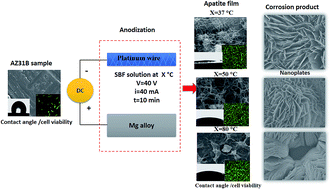 Graphical abstract: Amorphous apatite thin film formation on a biodegradable Mg alloy for bone regeneration: strategy, characterization, biodegradation, and in vitro cell study