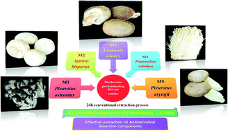 Graphical abstract: An agile, simplified and sonication mediated one-pot aqueous extraction and antibacterial assessment of predominant Korean mushrooms