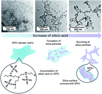 Graphical abstract: Plant opal-mimetic bunching silica nanoparticles mediated by long-chain polyethyleneimine