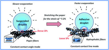 Graphical abstract: Controlling the evaporation lifetimes of sessile droplets on superhydrophobic paper by simple stretching