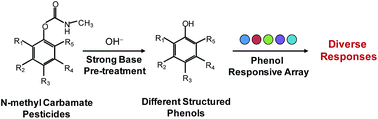 Graphical abstract: Strong base pre-treatment for colorimetric sensor array detection and identification of N-methyl carbamate pesticides