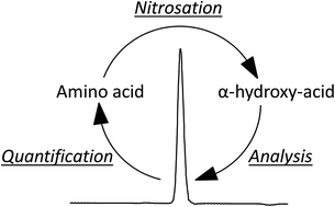 Graphical abstract: Nitrosation and analysis of amino acid derivatives by isocratic HPLC