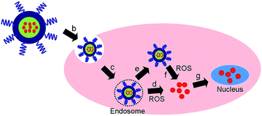 Graphical abstract: A new biosafe reactive oxygen species (ROS)-responsive nanoplatform for drug delivery