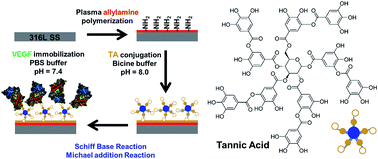 Graphical abstract: Facile immobilization of vascular endothelial growth factor on a tannic acid-functionalized plasma-polymerized allylamine coating rich in quinone groups