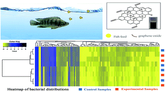 Graphical abstract: A new view of graphene oxide biosafety in a water environment using an eatable fish as a model