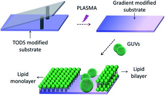 Graphical abstract: Lipid membrane formation on chemical gradient modified surfaces