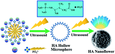 Graphical abstract: Sonochemical synthesis of hydroxyapatite nanoflowers using creatine phosphate disodium salt as an organic phosphorus source and their application in protein adsorption