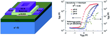 Graphical abstract: Enhanced pH sensitivity over the Nernst limit of electrolyte gated a-IGZO thin film transistor using branched polyethylenimine