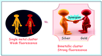 Graphical abstract: Synergism of gold and silver invites enhanced fluorescence for practical applications