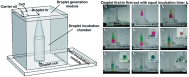 Graphical abstract: A large-scale on-chip droplet incubation chamber enables equal microbial culture time