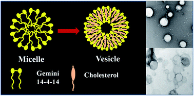 Graphical abstract: The cholesterol aided micelle to vesicle transition of a cationic gemini surfactant (14-4-14) in aqueous medium