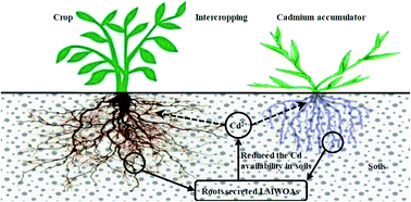 Graphical abstract: Cadmium and lead accumulation and low-molecular-weight organic acids secreted by roots in an intercropping of a cadmium accumulator Sonchus asper L. with Vicia faba L.