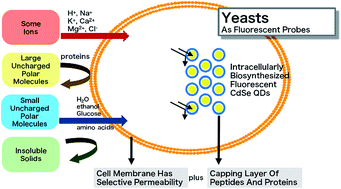 Graphical abstract: Fluorescent yeast containing intracellularly biosynthesized CdSe QDs as a sensitive probe for simple determination of copper(ii) in water and plasma