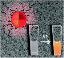 Graphical abstract: Preparation of water-soluble, PEGylated, mixed-dispersant quantum dots, with a preserved photoluminescence quantum yield